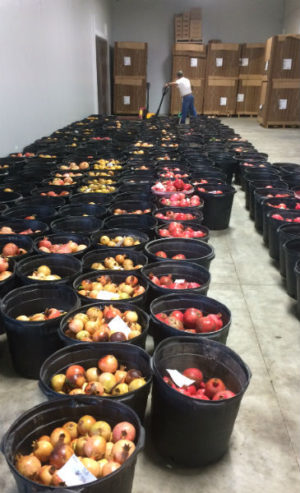Pomegranates in buckets are ready to be converted into juices and concentrates or to have their arils removed.