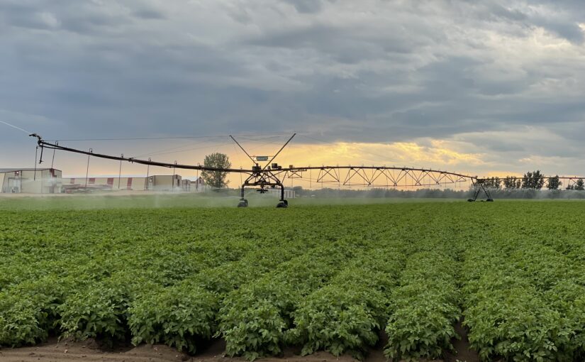 Rows of potato plants are irrgated