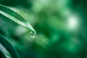 A closeup of a drop of water at the edge of a pointy green leaf