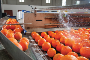 Oranges on a conveyor belt being washed