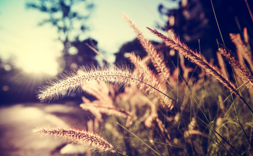 Sunlight shining through grass in an atmosphere closeup