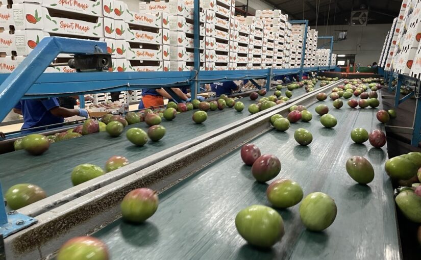 Mangoes roll across a conveyor belt