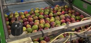 Mangoes roll through a production line