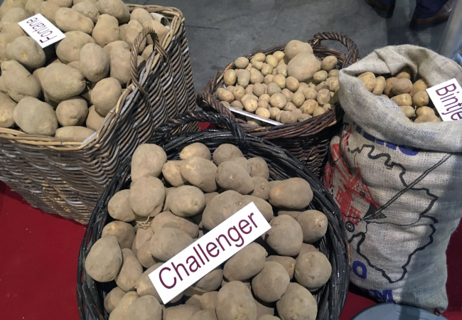 Belgium new potato varieties