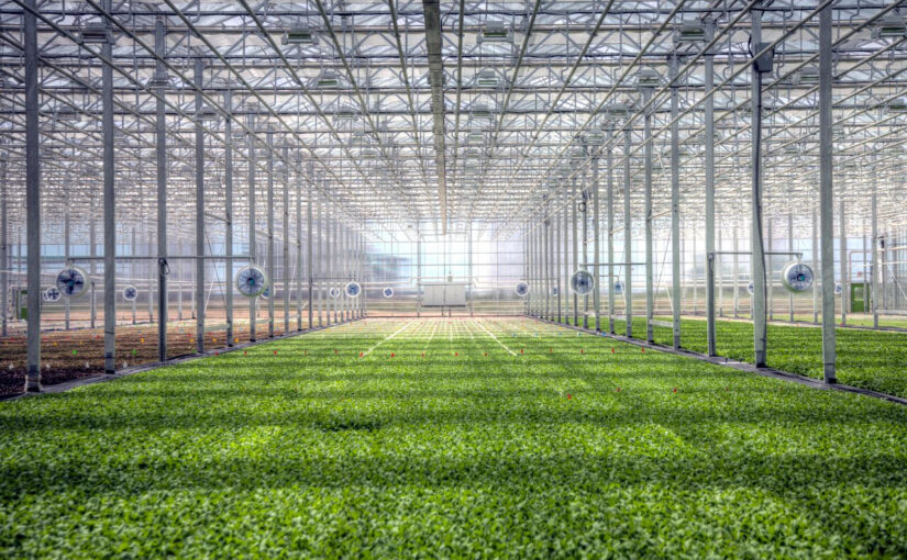 Bright Farms opens new greenhouse in Texas