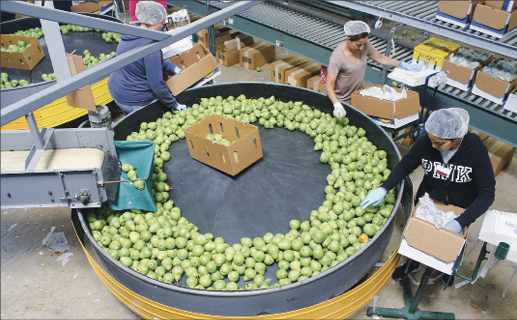 California pears being packed