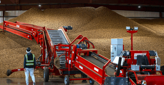 Mounds of walnuts in storage