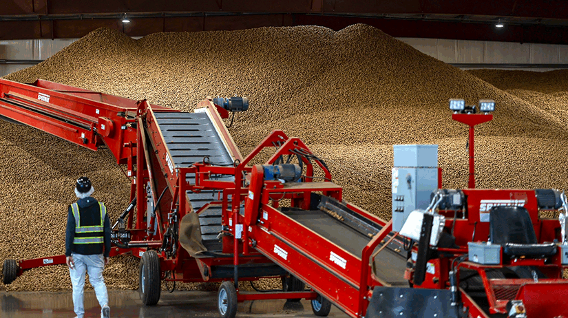 Mounds of walnuts in storage