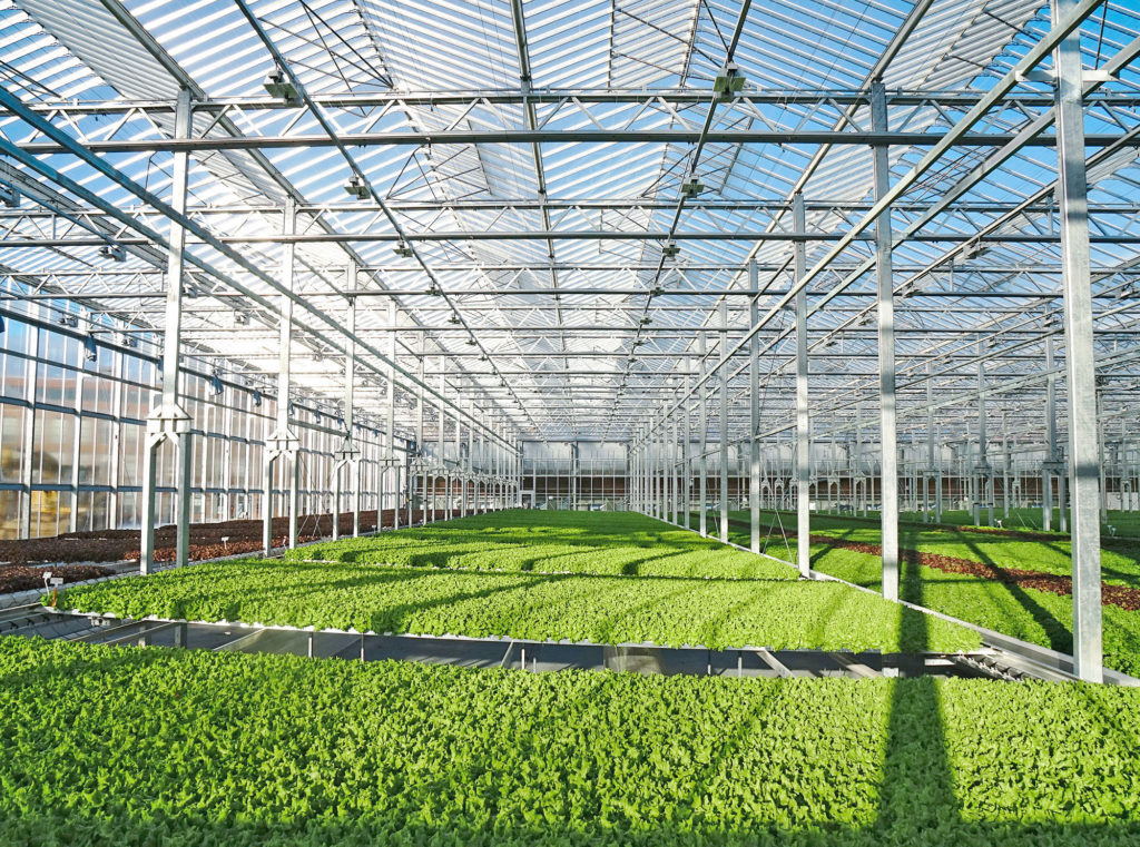 Gotham Greens opening hightech greenhouse near UCDavis Produce