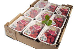 Top-sealable compostable, recyclable strawberry punnet