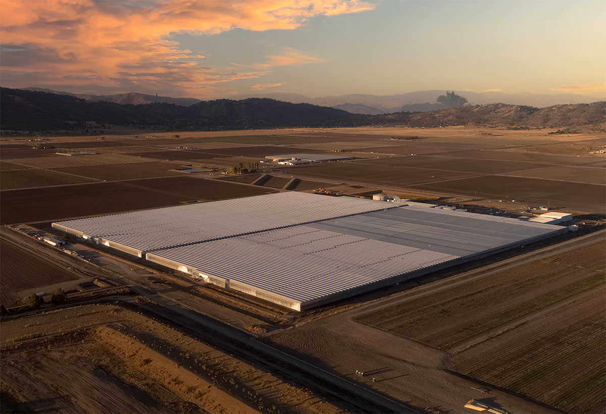 Going big on CEA Produce Processing