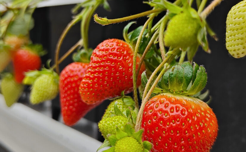 A cluster of red strawberries ripen on a green vine