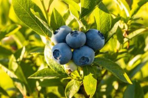 blueberry tariff
