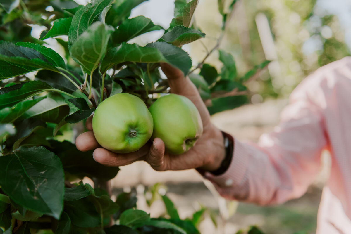 Apples — Bridges Organic Produce