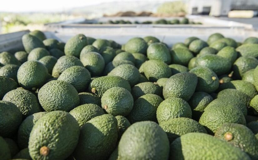 A closeup of fresh green avocados