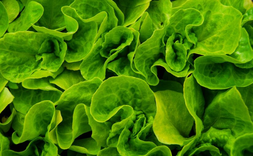 a close up of bright green lettuce leaves