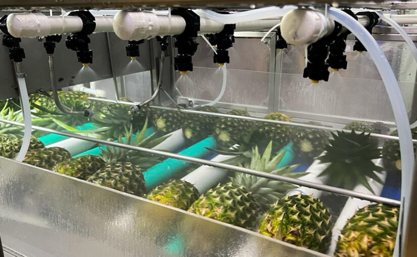 An automated pineapple wax dosing machine