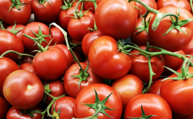 Closeup of large, red, ripe tomatoes with green stems