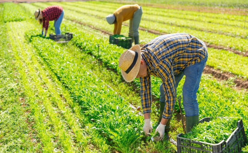 Workers pick crops in a sunny field