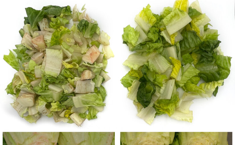 Side-by-side images shown browned lettuce compared to greener, fresher-looking produce