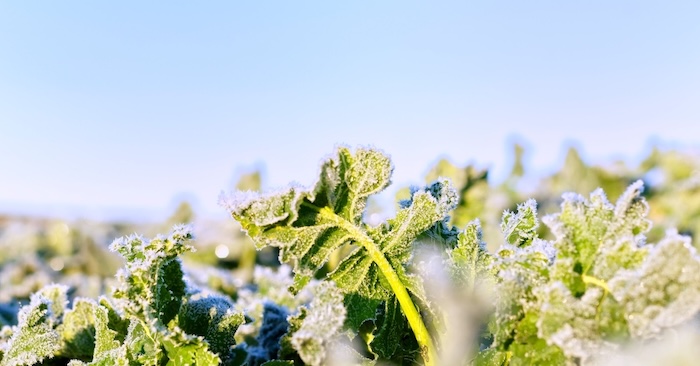 Frost edges a broccoli crop