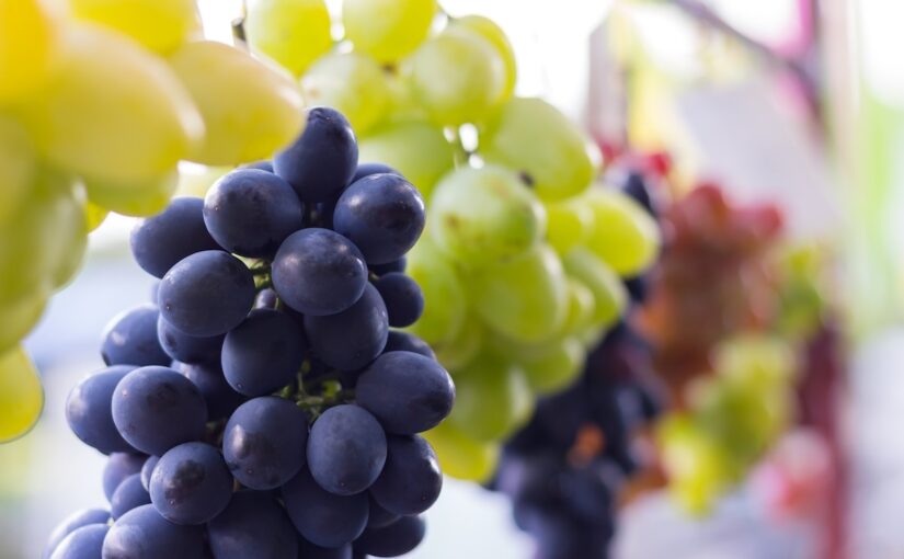A closeup of bunches of purple and green grapes