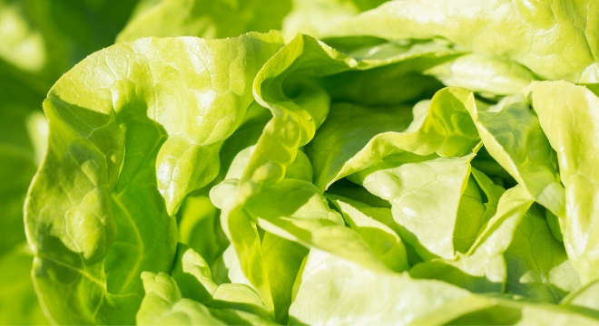 leafy-green-lettuce