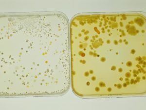 Microbiota isolated from fruit packing environments growing in lab dishes.