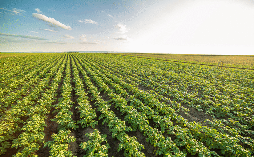 Rows of green potato plants stretch out under a blue sky