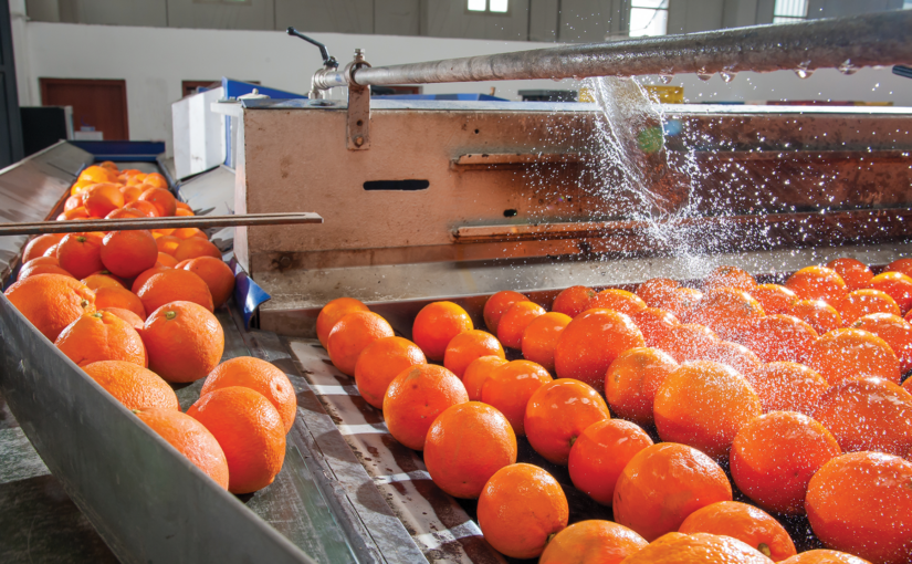 Oranges being washed on a processing line