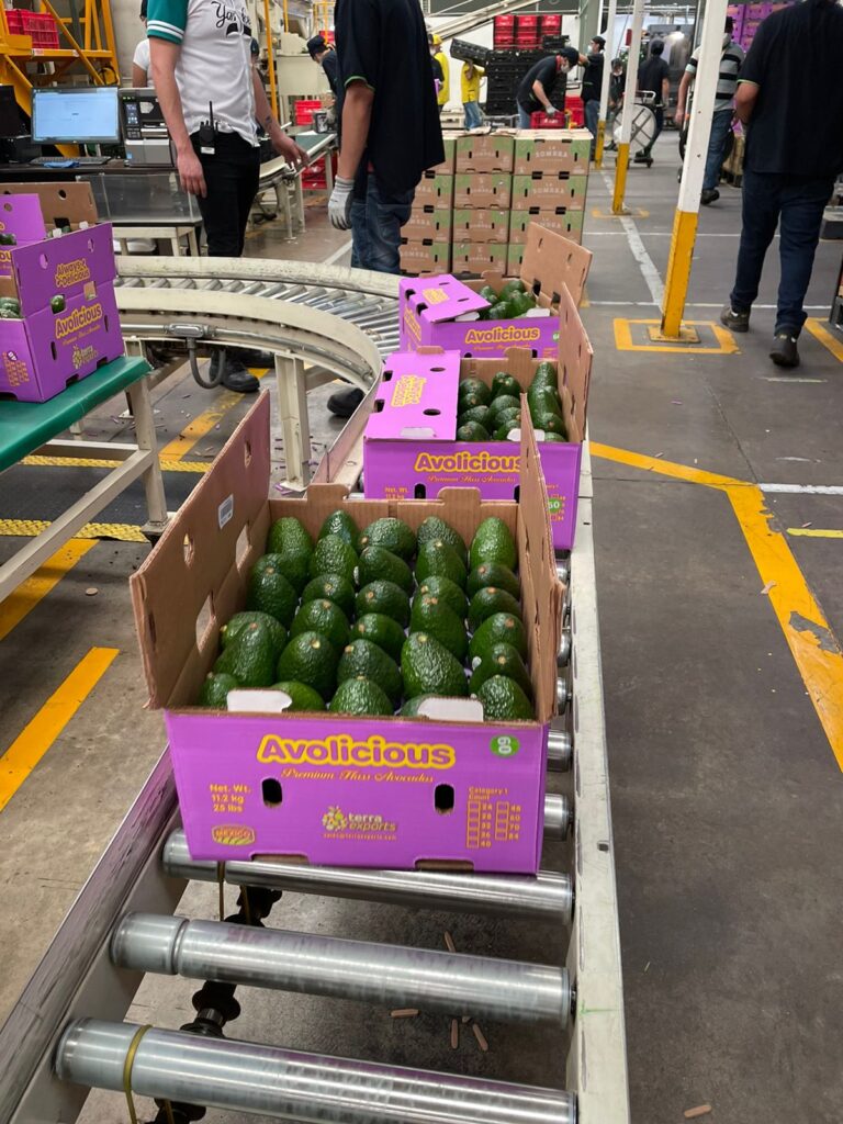 Terra Exports launches in-house brand of avocados with purple packaging