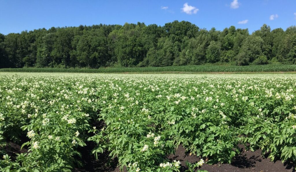 Ag tech company extending microbial products to vegetable crops