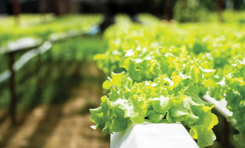 CEA poised to become a growth industry