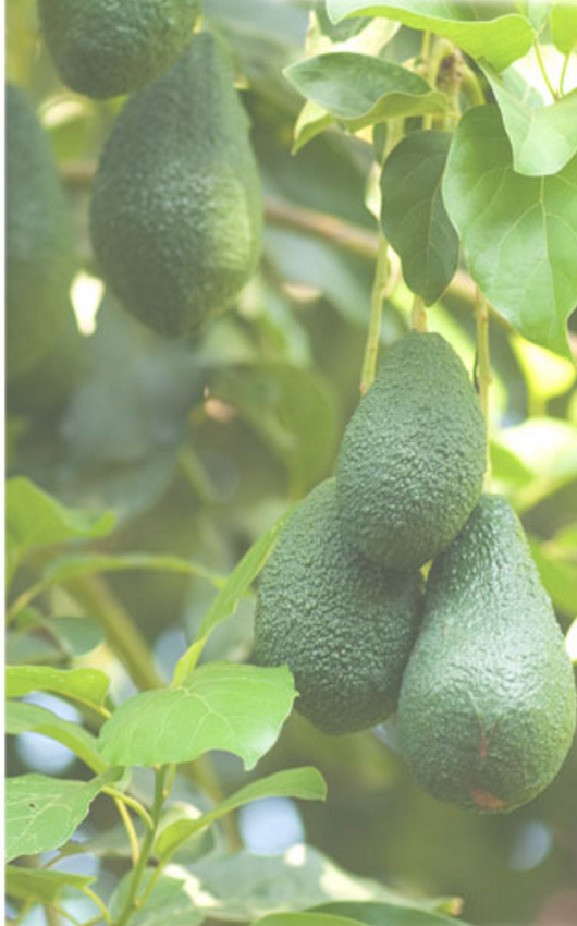 GreenFruit Avocados, FrutiVal announce merger