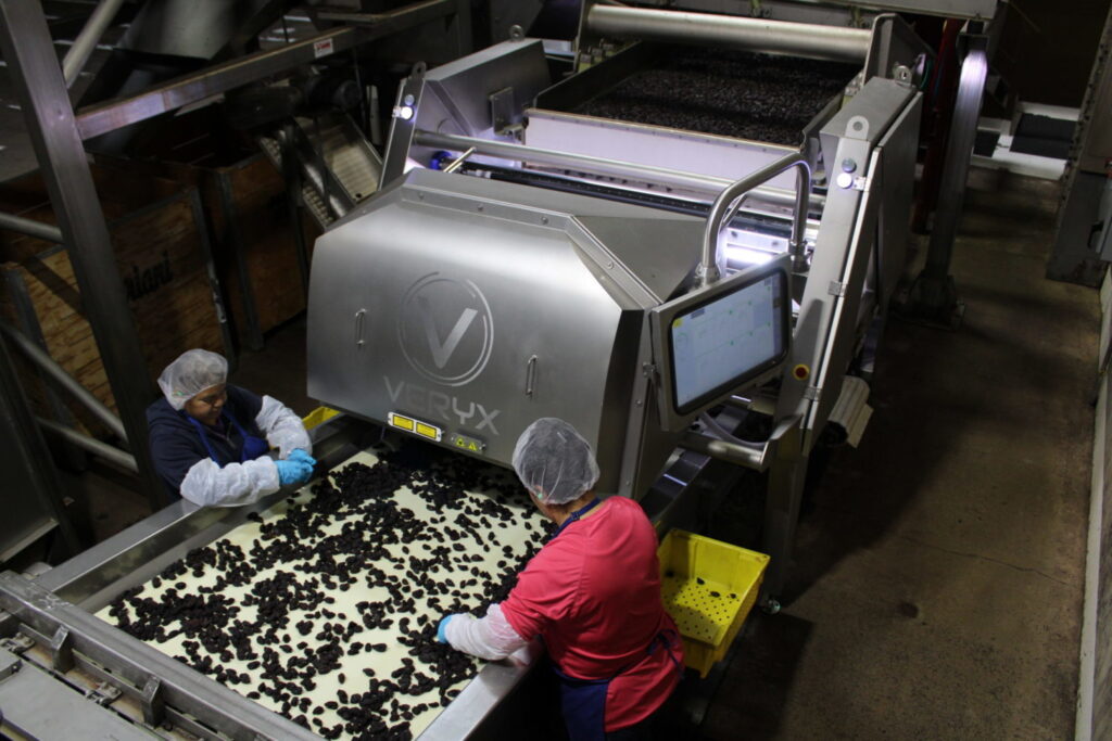 Advanced technology for prune sorting