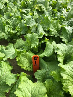 Pairwise developing new varieties of leafy greens