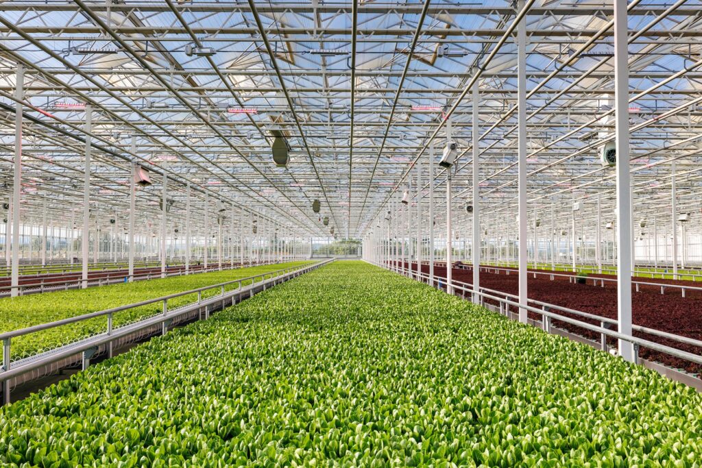 AppHarvest opens indoor salad greens farm with touchless growing system