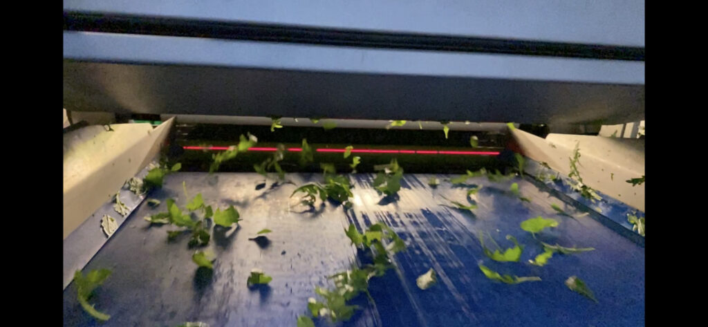 Packaged salad producer RAGO upgrades sorting lines to improve food safety