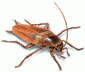 Squash Your Roach Problem