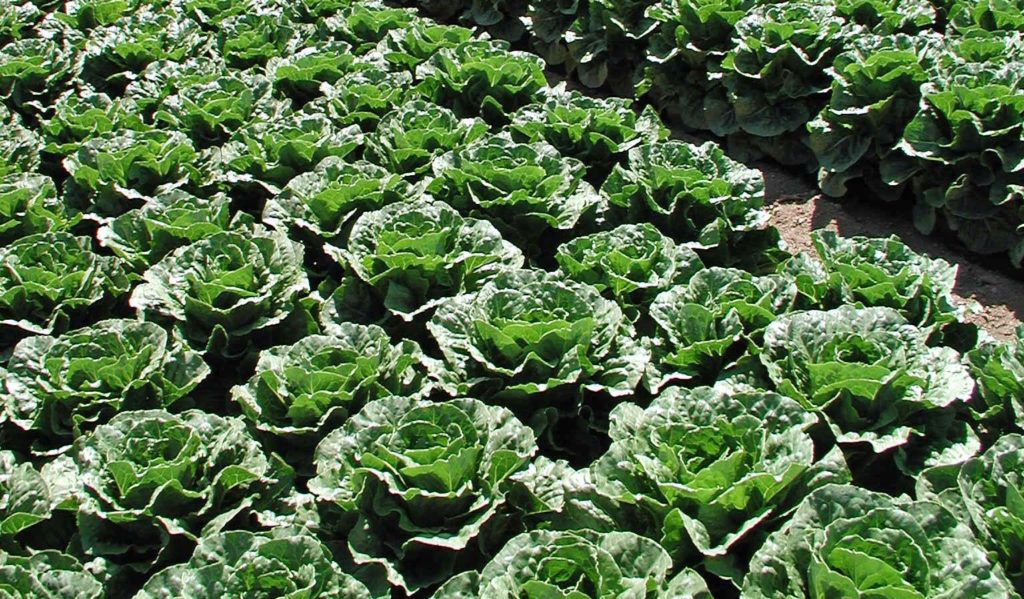 Scientists identify romaine lettuce varieties that last longer