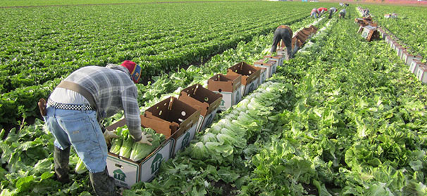 FDA releases update on rollout of Produce Safety Rule