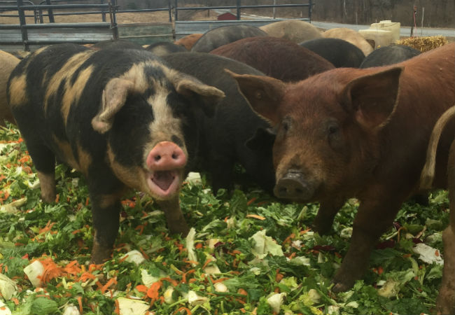Produce intended for landfill ends up in more valuable places