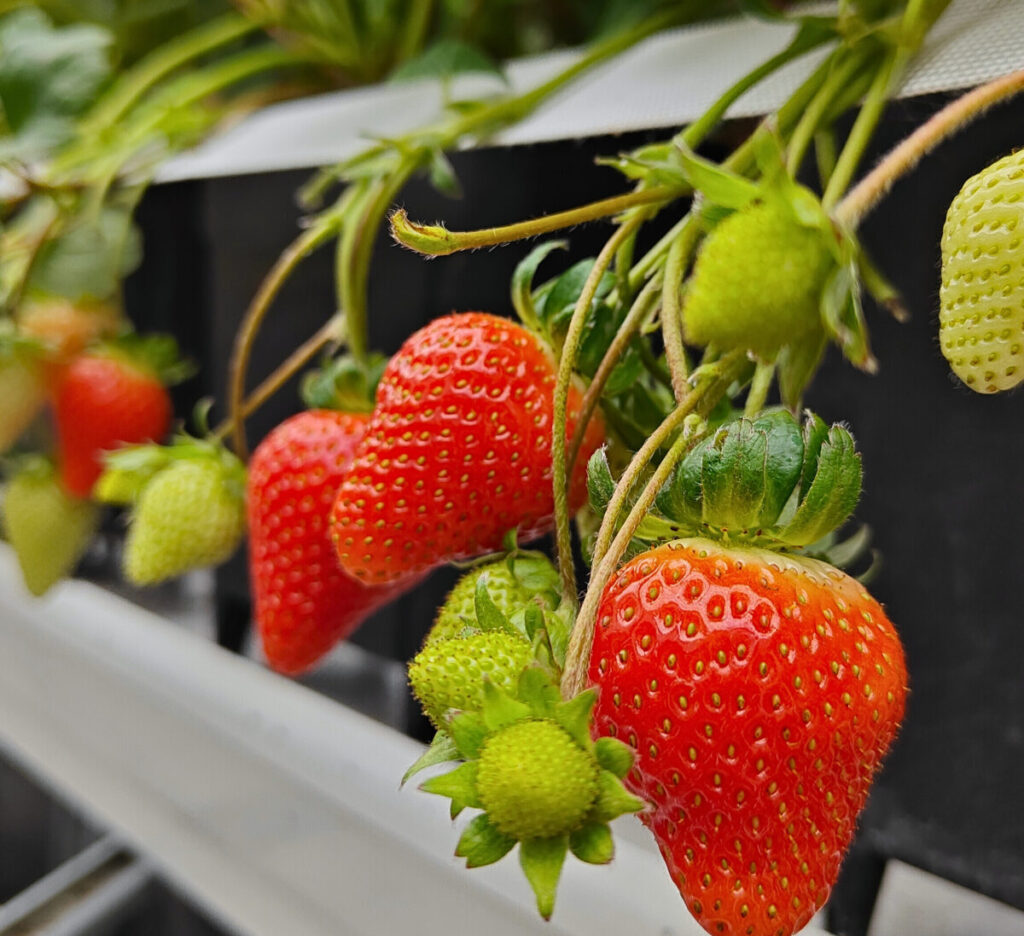 Indoor strawberry grower choses Sollum LED lighting system