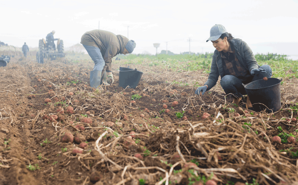 Trump suggests plan for undocumented farmworkers to gain legal status