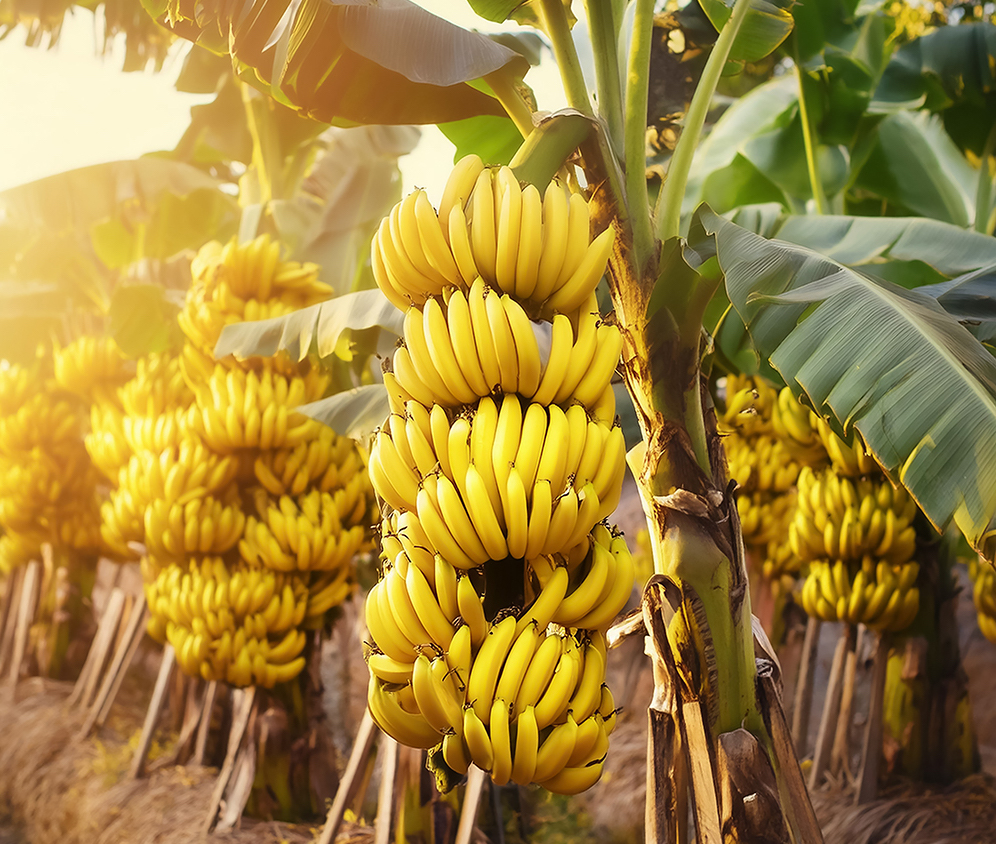 Partnership to introduce containerized shipping for bananas and pineapples