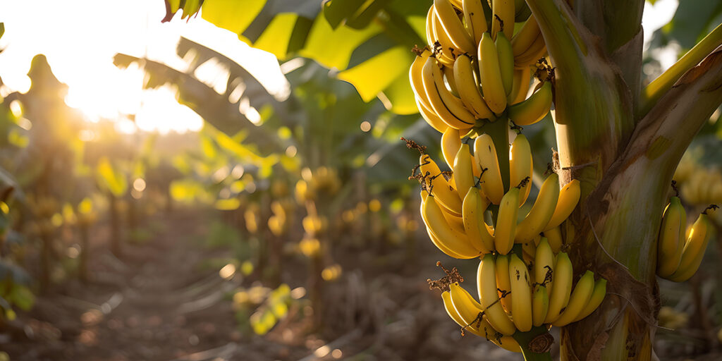 Chiquita focused on improving communities, reducing footprint