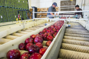 New dual-arm robot shows potential to boost harvesting efficency