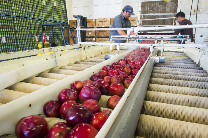 New dual-arm robot shows potential to boost harvesting efficency