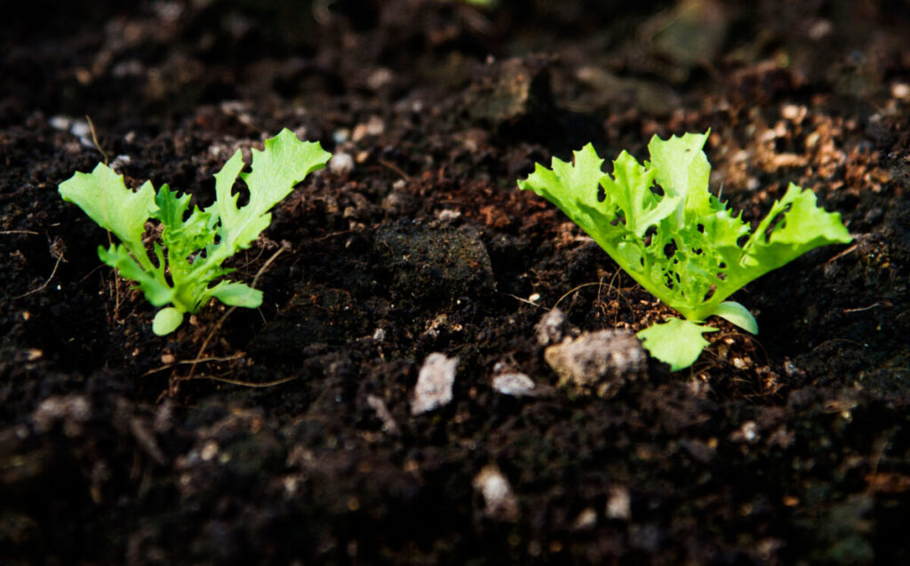 Specialty crop producers must apply for federal program by next week