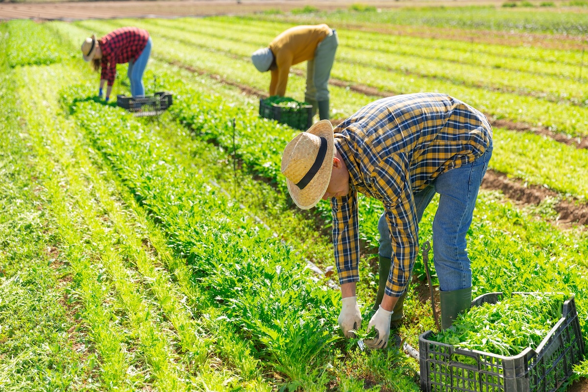 Workers pick crops in a green field